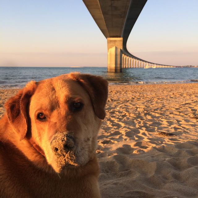 Un chien assis sur une plage sous le pont au coucher de soleil.