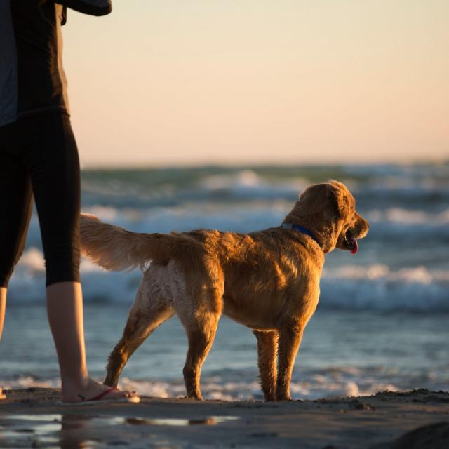 Personne marchant avec un chien au bord de l'eau au coucher du soleil.