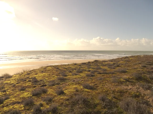 Vue de la plage des Gollandières à marée basse, avec végétation en premier plan.