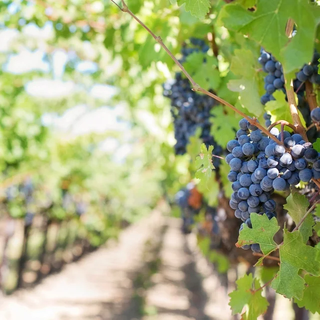 Raisins rouges mûrs suspendus à des vignes