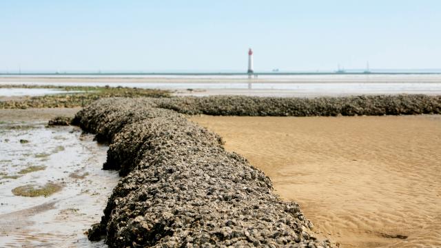 Mur d'écluse à poissons en pierre avec le phare de Chauveau en arrière-plan.