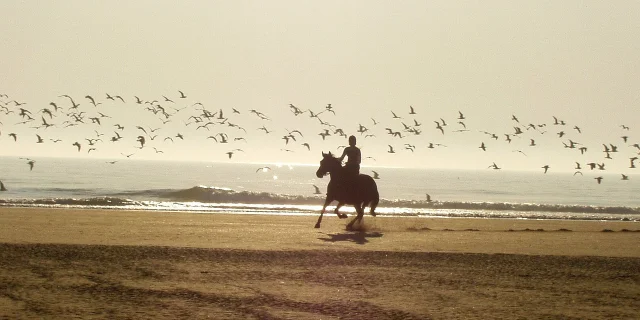 Cheval marchant sur la plage au coucher du soleil.