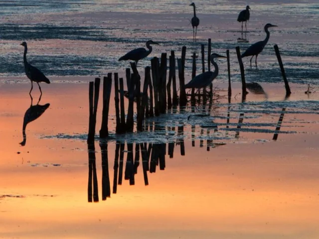 Oiseaux debout dans l'eau au crépuscule, reflétés dans la réserve naturelle de Lilleau des Niges.