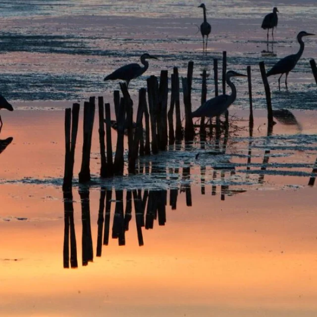 Oiseaux debout dans l'eau au crépuscule, reflétés dans la réserve naturelle de Lilleau des Niges.