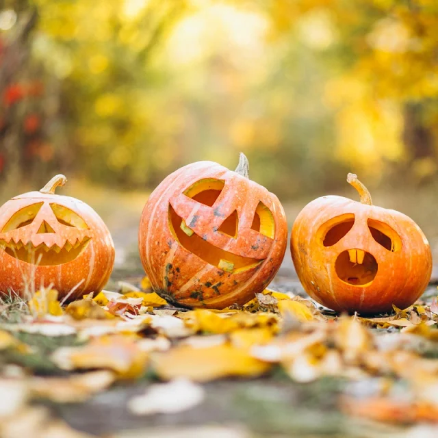 Three cute halloween pumpkins in autumn park