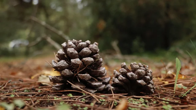 Pommes de pin sur un sentier forestier.