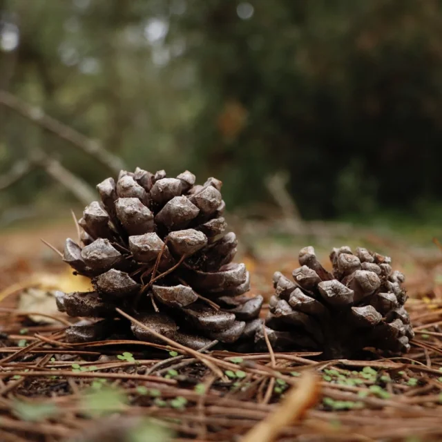 Pommes de pin sur un sentier forestier.