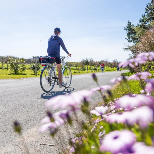 Cycliste sur une route bordée de fleurs