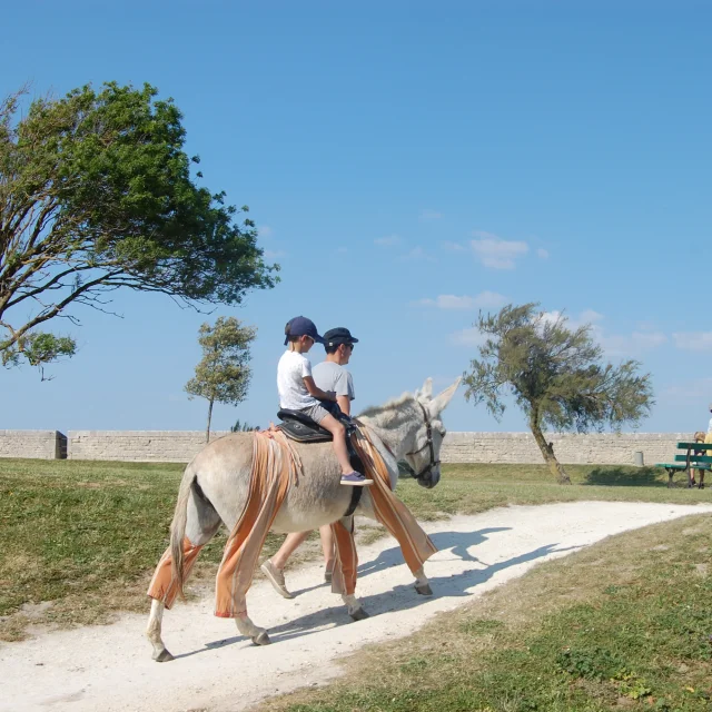 Enfant en balade à dos d'âne sur l'île de Ré