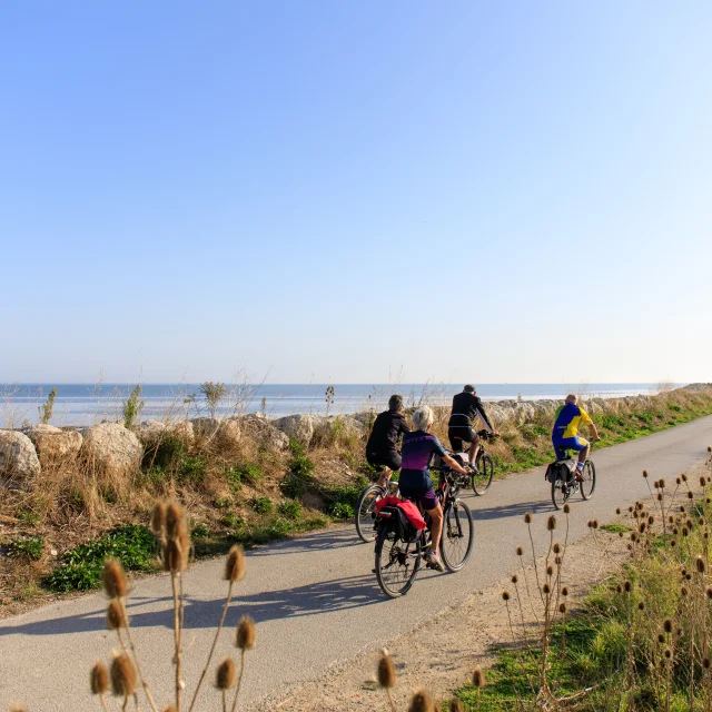 Cycle path between La Couarde and Saint-Martin-de-RÈ