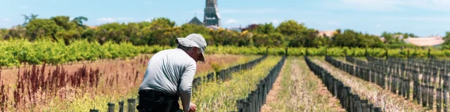 Homme travaillant dans les vignes avec un clocher de Sainte Marie en arrière-plan.