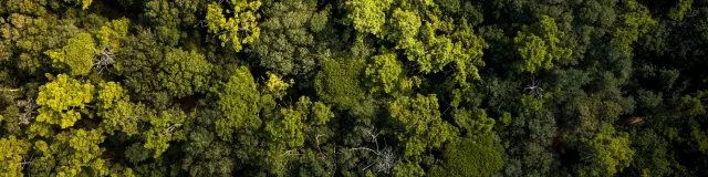 Vue aérienne d'une forêt dense à La Couarde