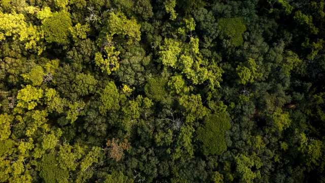 Vue aérienne d'une forêt dense à La Couarde