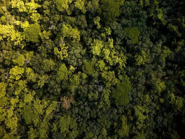 Vue Aerienne Foret La Couarde Ile De Re Edouard Salmon Skystudio Rotated Copy