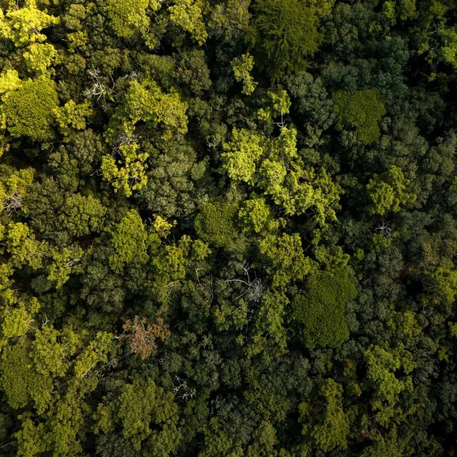 Vue aérienne d'une forêt dense à La Couarde