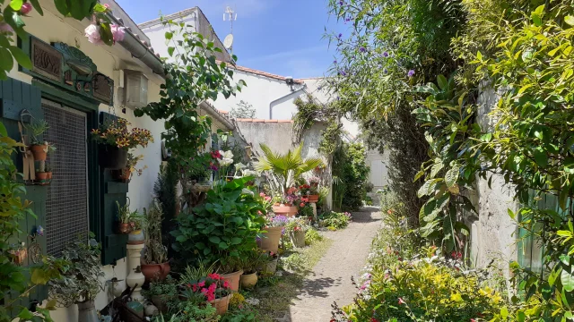 Ruelle richement fleurie de La Flotte avec un chemin de pierre autours d'innombrables fleurs et pots devant une habitation tout aussi fleurie