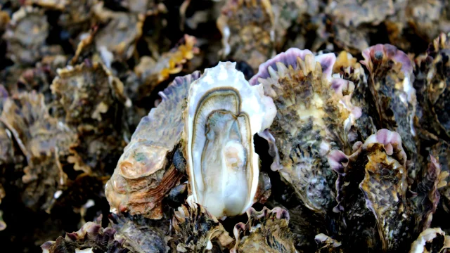 Gros plan sur une huître ouverte entourée de coquilles d'huîtres à La Couarde-sur-Mer.