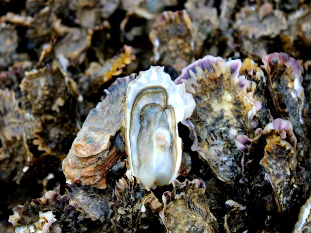 Gros plan sur une huître ouverte entourée de coquilles d'huîtres à La Couarde-sur-Mer.