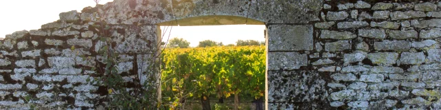 Vue à travers un mur en pierre sur les vignes de La Couarde-sur-Mer.