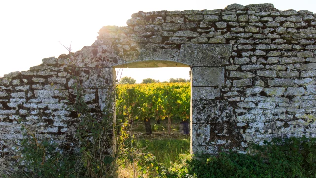 Vue à travers un mur en pierre sur les vignes de La Couarde-sur-Mer.