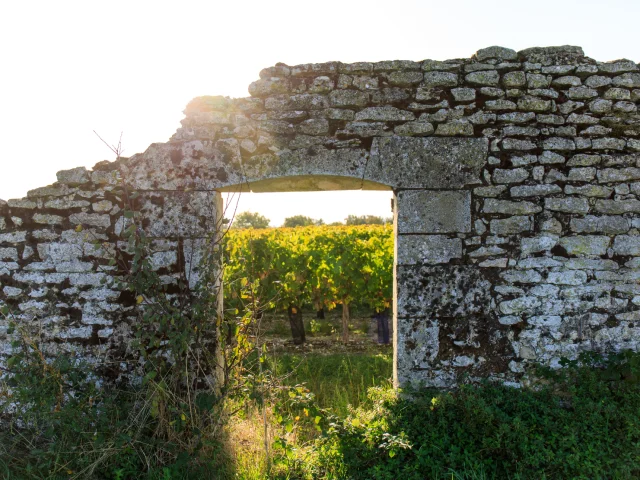 Vue à travers un mur en pierre sur les vignes de La Couarde-sur-Mer.