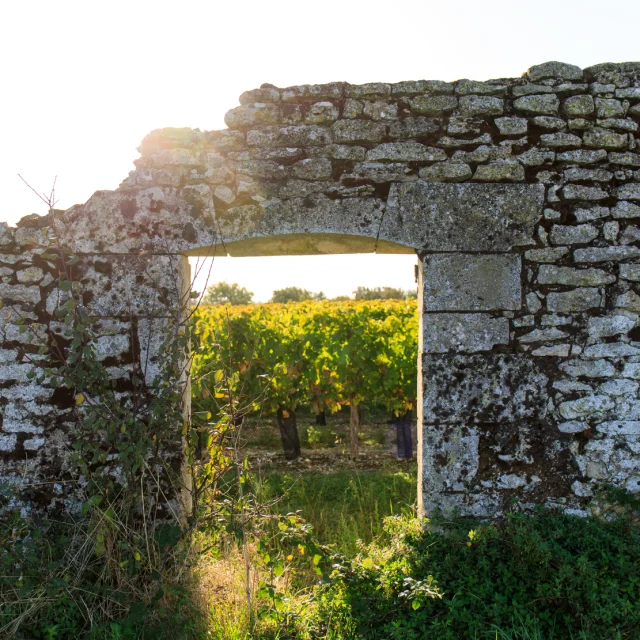 Vue à travers un mur en pierre sur les vignes de La Couarde-sur-Mer.