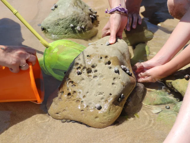 Enfants et adultes participant à une activité de pêche à pied.