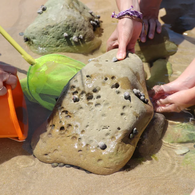 Enfants et adultes participant à une activité de pêche à pied.