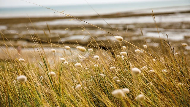 Herbes sauvages sur la plage de la Basse Benaie à Sainte-Marie-de-Ré.