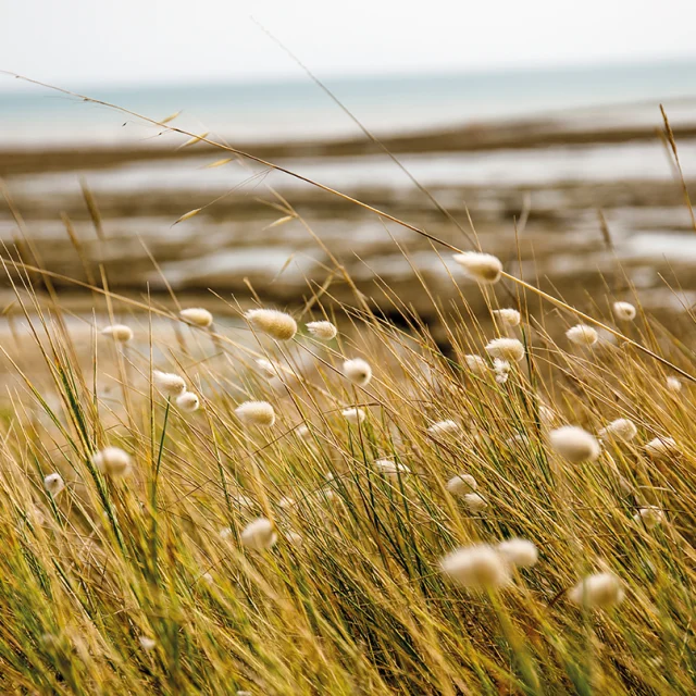 Herbes sauvages sur la plage de la Basse Benaie à Sainte-Marie-de-Ré.