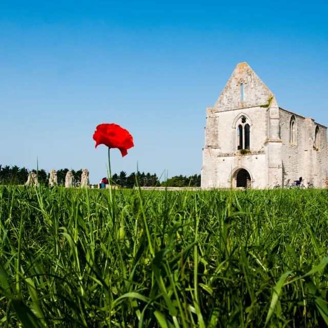 Cette image montre les ruines pittoresques de l'abbaye des Châteliers situées sur l'île de Ré. Un coquelicot rouge vif se détache au premier plan, ajoutant une touche de couleur vive à la scène historique et bucolique