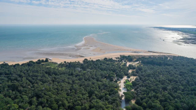 Vue aérienne de la côte des Portes-en-Ré avec forêt et plage.