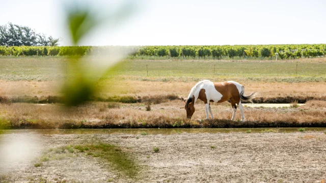 Un cheval broutant dans un champ ensoleillé près des vignes