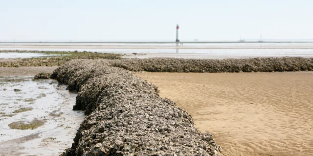 Mur d'écluse à poissons en pierre avec le phare de Chauveau en arrière-plan.