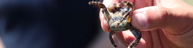 Un écogarde tenant un petit crabe.