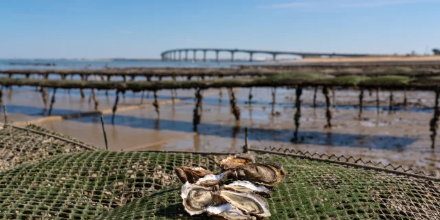 Huîtres sur une poche ostréicole à Rivedoux avec le pont en arrière-plan.