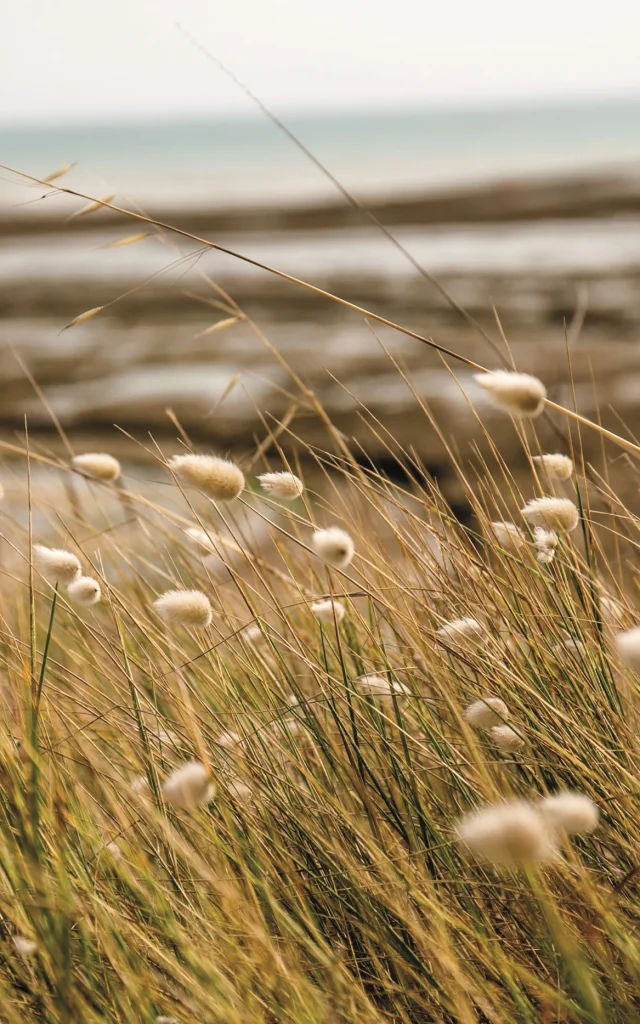 Herbes sauvages sur la plage de Sainte-Marie.