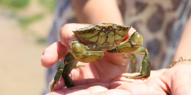 Personne tenant un crabe pêché à pied