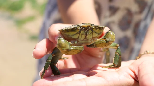 Personne tenant un crabe pêché à pied