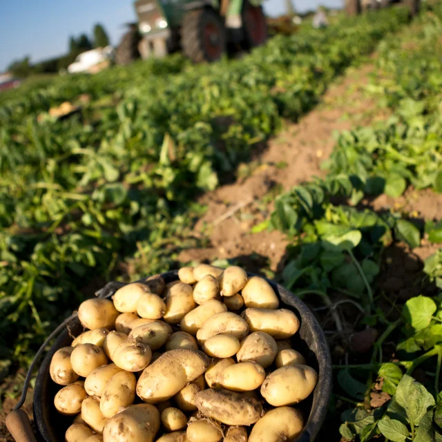 Pommes de terre fraîchement récoltées avec tracteur en arrière-plan