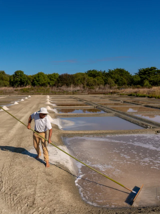 Saunier récoltant du sel dans les marais salants