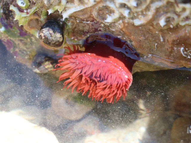 Anémone de mer rouge vif attachée à un rocher.