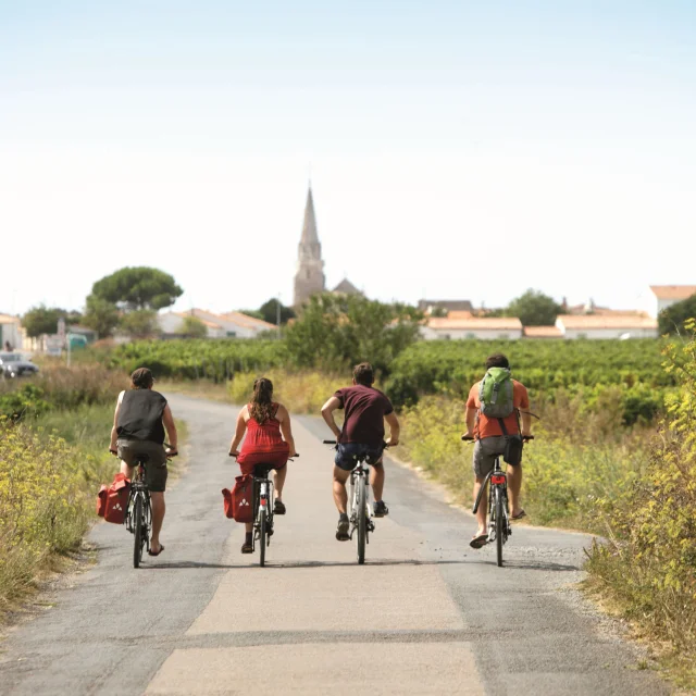 Groupe de cyclistes traversant des vignes à Sainte-Marie-de-Ré.