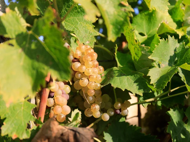 Grappe de raisin dans un vignoble