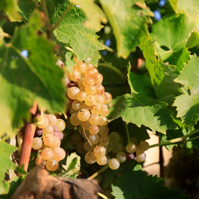 Grappe de raisin dans un vignoble