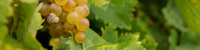 Gros plan sur une grappe de raisin mûr parmi les feuilles de vigne.