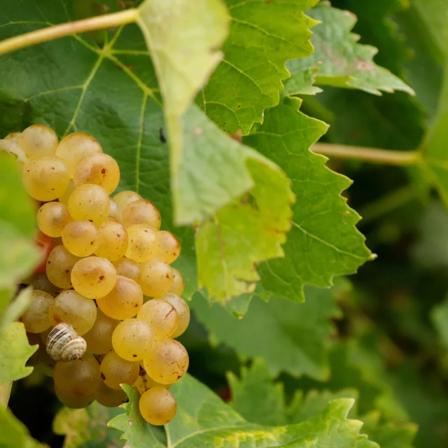 Gros plan sur une grappe de raisin mûr parmi les feuilles de vigne.