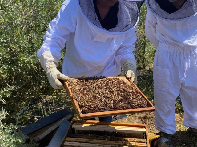 Apiculteurs inspectant une ruche au Camping L'Océan & Spa