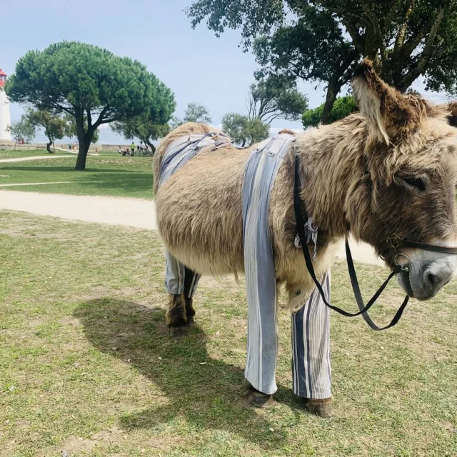 Un âne portant une culotte traditionnelle, typique de l'île de Ré.