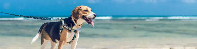 Chien en laisse se tenant sur une plage avec la mer à l'arrière-plan.